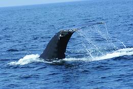 Wonder_of_the_seas_4