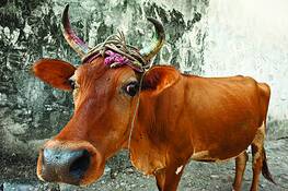 Holy_cow