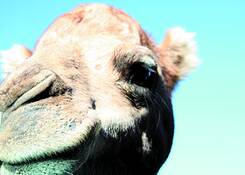 Camel_in_your_face