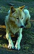 Wolf_1