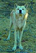 Wolf_3