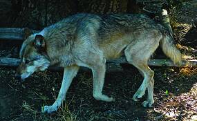 Wolf_4