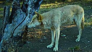 Wolf_5