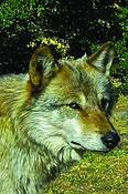 Wolf_6