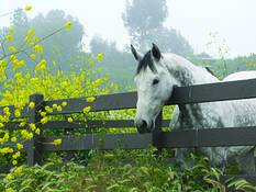 Dappled_yellow_and_grey