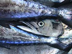 Snoek
