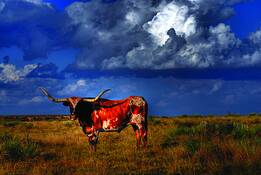 At_home_on_the_range