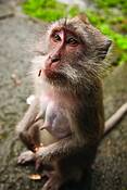 Monkey_1