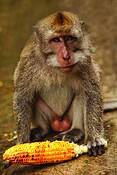 Monkey_2