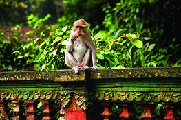 Monkey_5