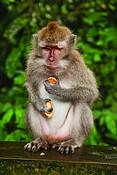 Monkey_6