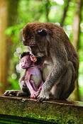 Monkey_8
