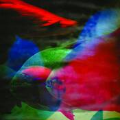 Aquarium_series_no__2