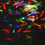Aquarium_series_no__4
