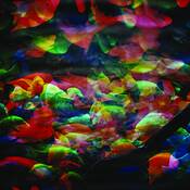 Aquarium_series_no__6