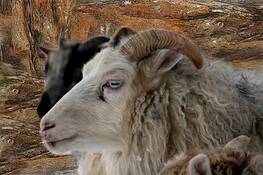 Icelandic_sheep