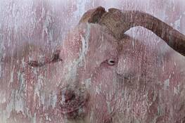 La_vie_en_rose