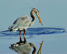 Blue_heron_6