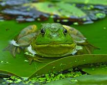 Frog_6165