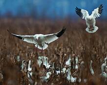Snow_geese_4154