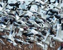 Snow_geese_4222