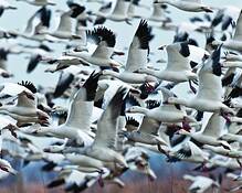 Snow_geese_4225