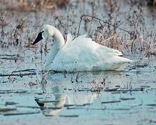 Tundra_swan_9192