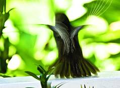 Flight