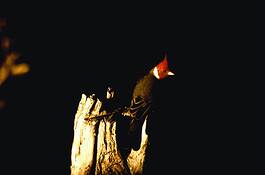 Brazilian_cardinal