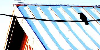 Bird_on_a_wire
