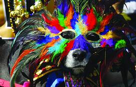 Krewe_of_barkus__mardi_gras_