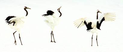 Crane_dance_i