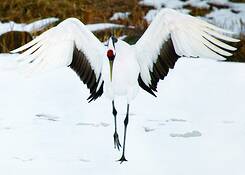 Crane_majesty_i
