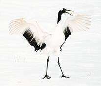 Crane_majesty_ii