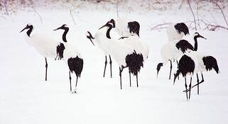 Cranes_in_snow