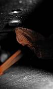 Bat