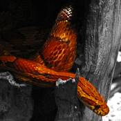 Corn_snake