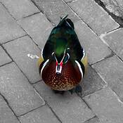 Duck