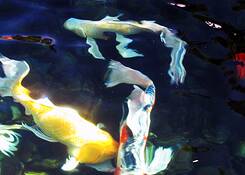 Koi
