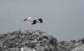 Pelican_2