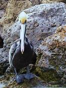 Pelican