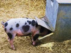 Piggin__out