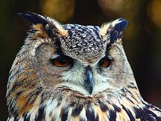 Euro-asiatic_eagle_owl