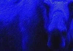 The_blue_moose