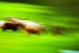 Running_cows