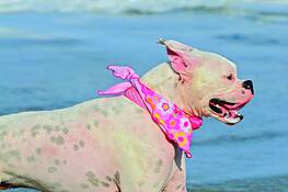 Dog_beach_11