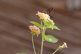Gathering_pollen
