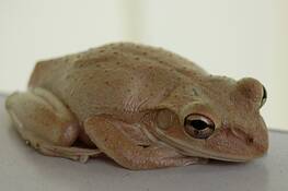 Lazy_frog