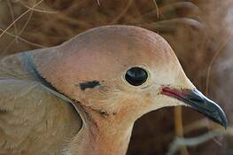 Mummy_bird