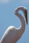 Posing_bird